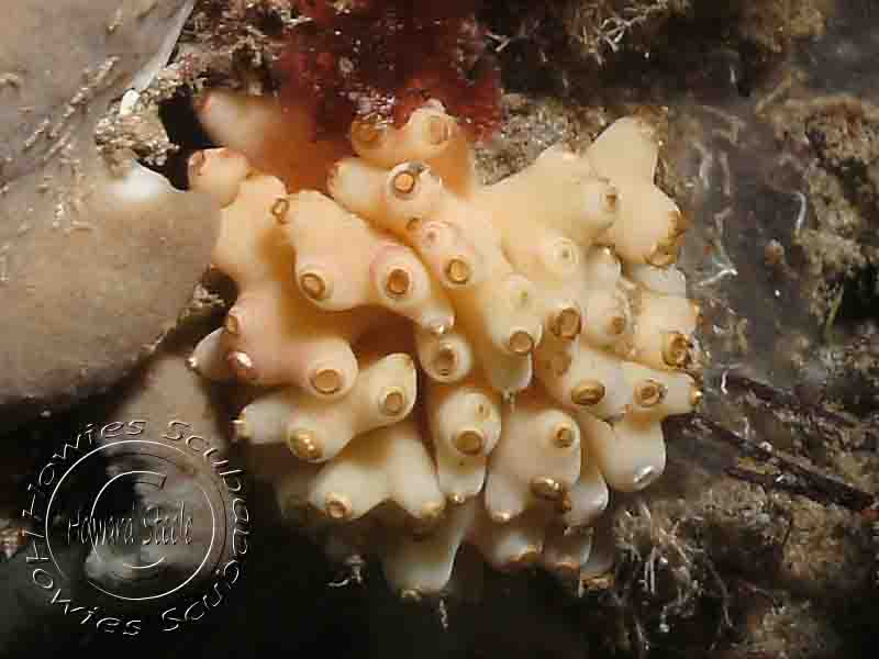 Identified Sponges, Howies Scuba